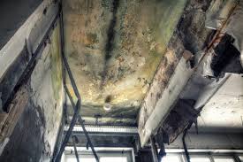 Why You Should Choose Our Mold Remediation Services in Lincoln Beach, OR